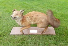 Vossenjacht 6 oktober 2020