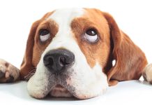 Vrijdag 24 oktober jaarlijkse Jachtdag – complex gesloten