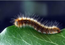 De processierups is weer aanwezig op de Koepel.