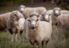 Schapen terug in de baan