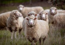 Schapen terug in de baan
