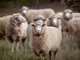 Schapen terug in de baan